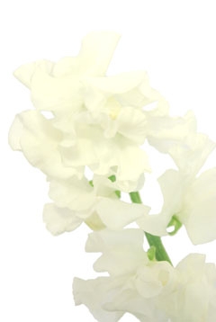 スイートピー（白）｜ハナスタが提供する切花の画像検索サイト