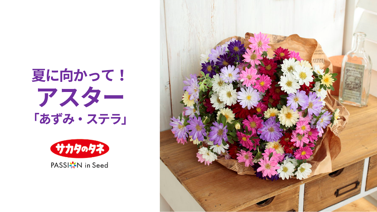 ダークワキタ ハナスタが提供する切花の画像検索サイト
