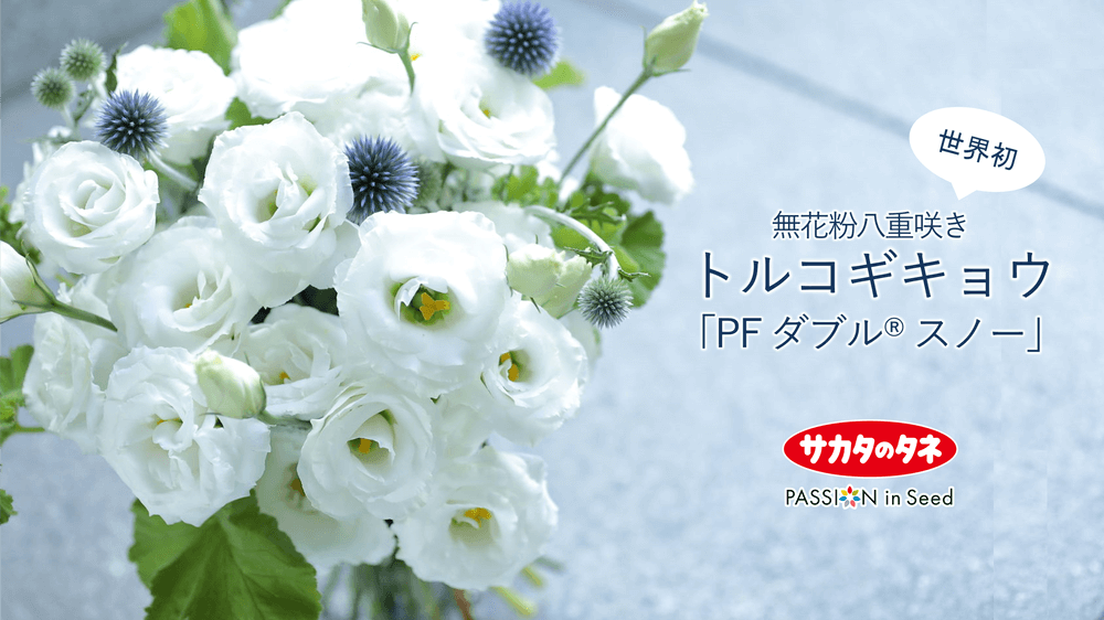 シャイヨー ハナスタが提供する切花の画像検索サイト