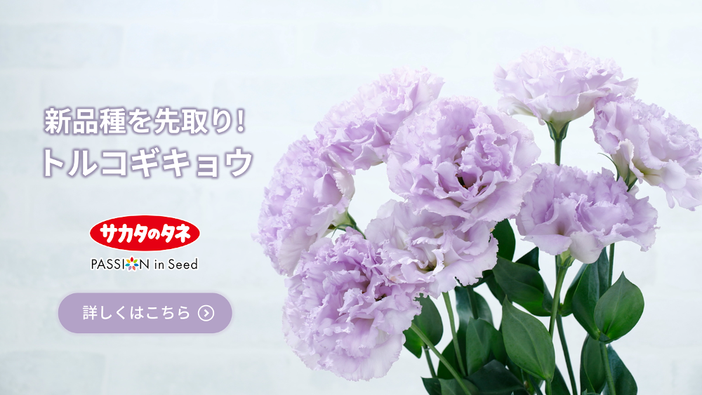 セレブクリスタル ハナスタが提供する切花の画像検索サイト