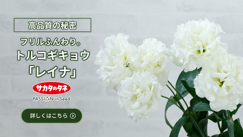 キノレモン｜ハナスタが提供する切花の画像検索サイト