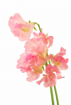 コーラルピンク ハナスタが提供する切花の画像検索サイト