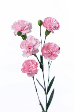 ピンクビジュー ハナスタが提供する切花の画像検索サイト