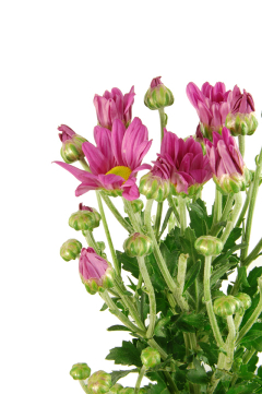 ピンク花舟 ハナスタが提供する切花の画像検索サイト