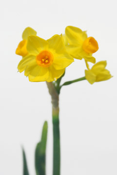 黄房水仙 ハナスタが提供する切花の画像検索サイト