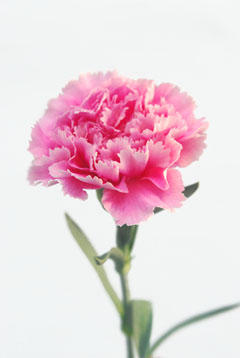 ピンクビゼット ハナスタが提供する切花の画像検索サイト