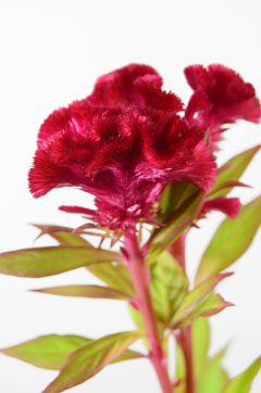 久留米ケイトウ 赤 ハナスタが提供する切花の画像検索サイト