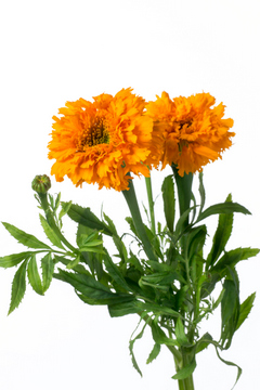 アフリカンマリーゴールド 橙系 ハナスタが提供する切花の画像検索サイト