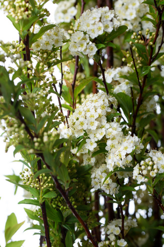 コデマリ ハナスタが提供する切花の画像検索サイト