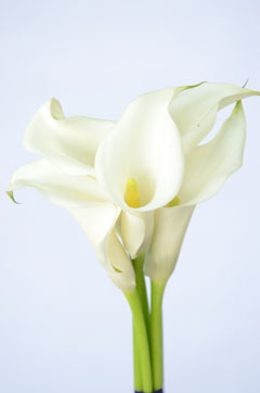 アルバマクラータ 白 ハナスタが提供する切花の画像検索サイト