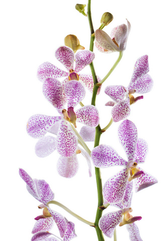 アランダ 白 ハナスタが提供する切花の画像検索サイト