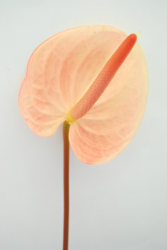 アルーラピンク ハナスタが提供する切花の画像検索サイト