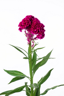 久留米ケイトウ ローズクイーン ハナスタが提供する切花の画像検索サイト
