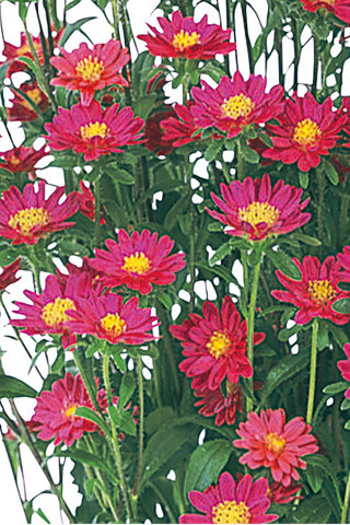 ステラレッド ハナスタが提供する切花の画像検索サイト