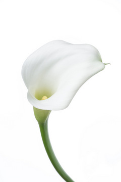クリスタルブラッシュ ハナスタが提供する切花の画像検索サイト