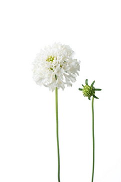 ピュアホワイト 八重 ハナスタが提供する切花の画像検索サイト