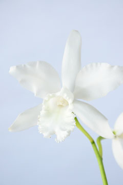 カトレア 白 白 ハナスタが提供する切花の画像検索サイト