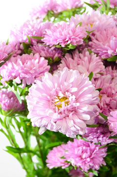 ステラピンク ハナスタが提供する切花の画像検索サイト