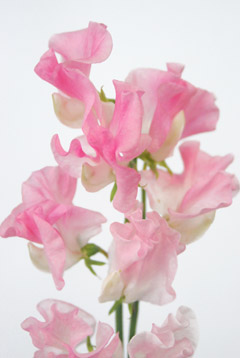 ファンタジー 薄桃 ハナスタが提供する切花の画像検索サイト