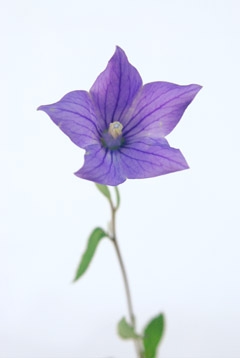 桔梗 紫 ハナスタが提供する切花の画像検索サイト