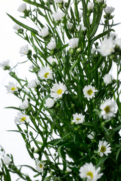 クジャクアスター 白 ハナスタが提供する切花の画像検索サイト