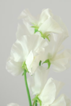 パール 白 ハナスタが提供する切花の画像検索サイト