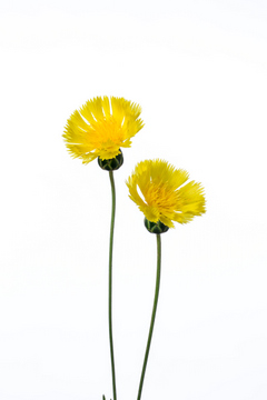 イエローサルタン ハナスタが提供する切花の画像検索サイト