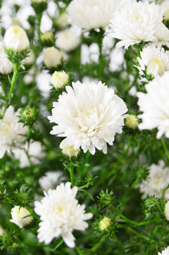 クジャクアスター 八重白 ハナスタが提供する切花の画像検索サイト
