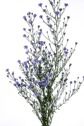 クジャクアスター 八重パープル ハナスタが提供する切花の画像検索サイト