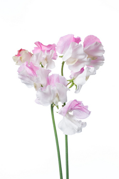 恋式部 ハナスタが提供する切花の画像検索サイト