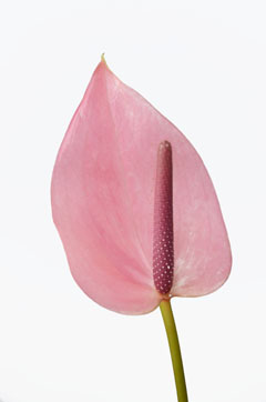 カシス ハナスタが提供する切花の画像検索サイト