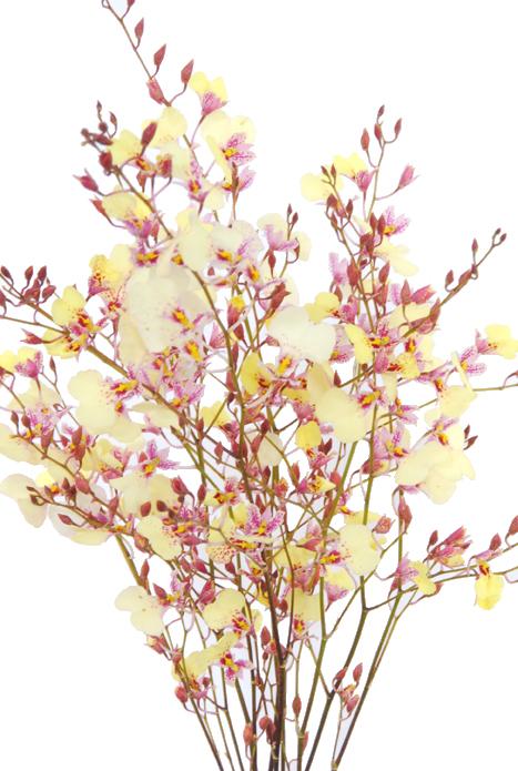 イオノシジウム ミスティーピンキーズ｜ハナスタが提供する切花の画像検索サイト