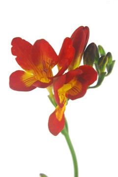 フリージア 赤 ハナスタが提供する切花の画像検索サイト
