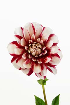 福娘｜ハナスタが提供する切花の画像検索サイト