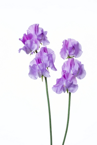 スイートピー 薄紫 ハナスタが提供する切花の画像検索サイト