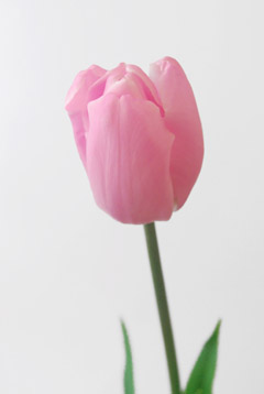 ピンクダイヤモンド ハナスタが提供する切花の画像検索サイト