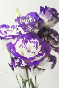 ピックスブルー ハナスタが提供する切花の画像検索サイト