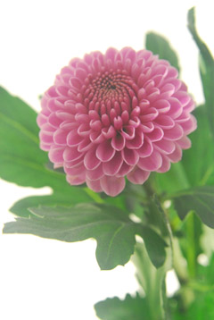 セイオペラピンク(白~P)|ハナスタが提供する切花の画像検索 セイオペラピンク(白~P)|ハナスタが提供する切花の画像検索