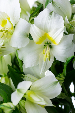 パラディソ 段咲小輪 ハナスタが提供する切花の画像検索サイト