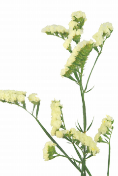 紀州ファインパール｜ハナスタが提供する切花の画像検索サイト
