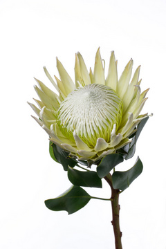 アークティックアイス キングプロテア ハナスタが提供する切花の画像検索サイト