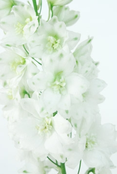 センチュリオンホワイト ハナスタが提供する切花の画像検索サイト