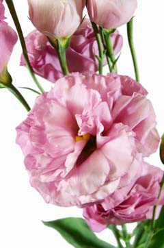 ｎｆ秋ピンク ハナスタが提供する切花の画像検索サイト