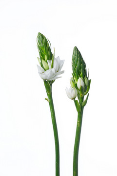 シルソイデス ハナスタが提供する切花の画像検索サイト