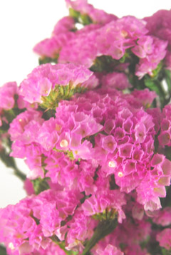 チャーミーピンク ハナスタが提供する切花の画像検索サイト