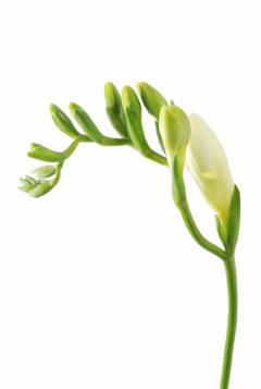 フリージア大輪 白 ハナスタが提供する切花の画像検索サイト