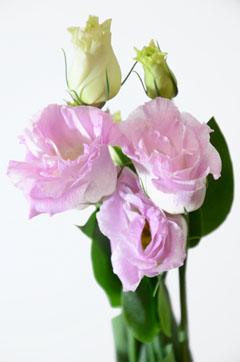 パピヨンピンク ハナスタが提供する切花の画像検索サイト