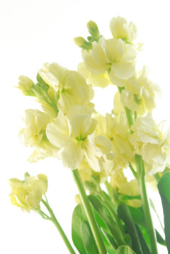 シャンテイエロー ハナスタが提供する切花の画像検索サイト