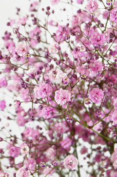 カスミソウ 染めピンク ハナスタが提供する切花の画像検索サイト