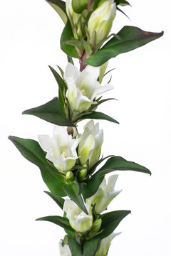 深山リンドウ 白 ハナスタが提供する切花の画像検索サイト